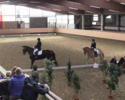 dressage horse Safir Al Julimah (Arabian thoroughbred, 2002, from Eldon xx)