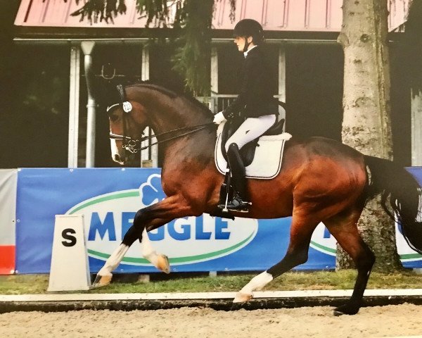 dressage horse Florissimo 3 (Westphalian, 2012, from Foundation 2)