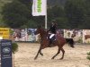 jumper Collin S 3 (German Sport Horse, 2015, from Corland)