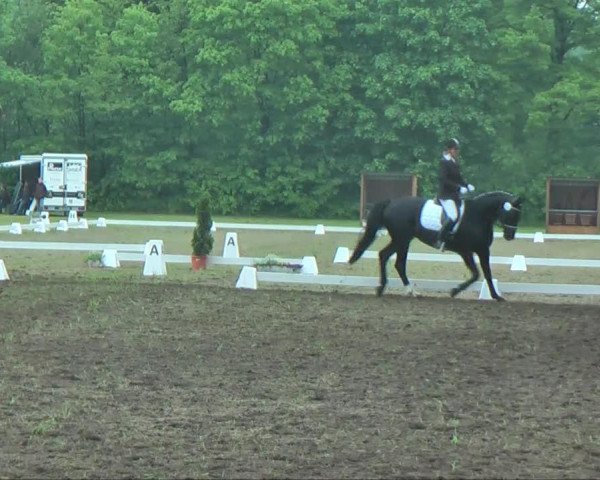 dressage horse Rebescha (Hanoverian, 2008, from Rotspon)