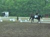 dressage horse Rebescha (Hanoverian, 2008, from Rotspon)