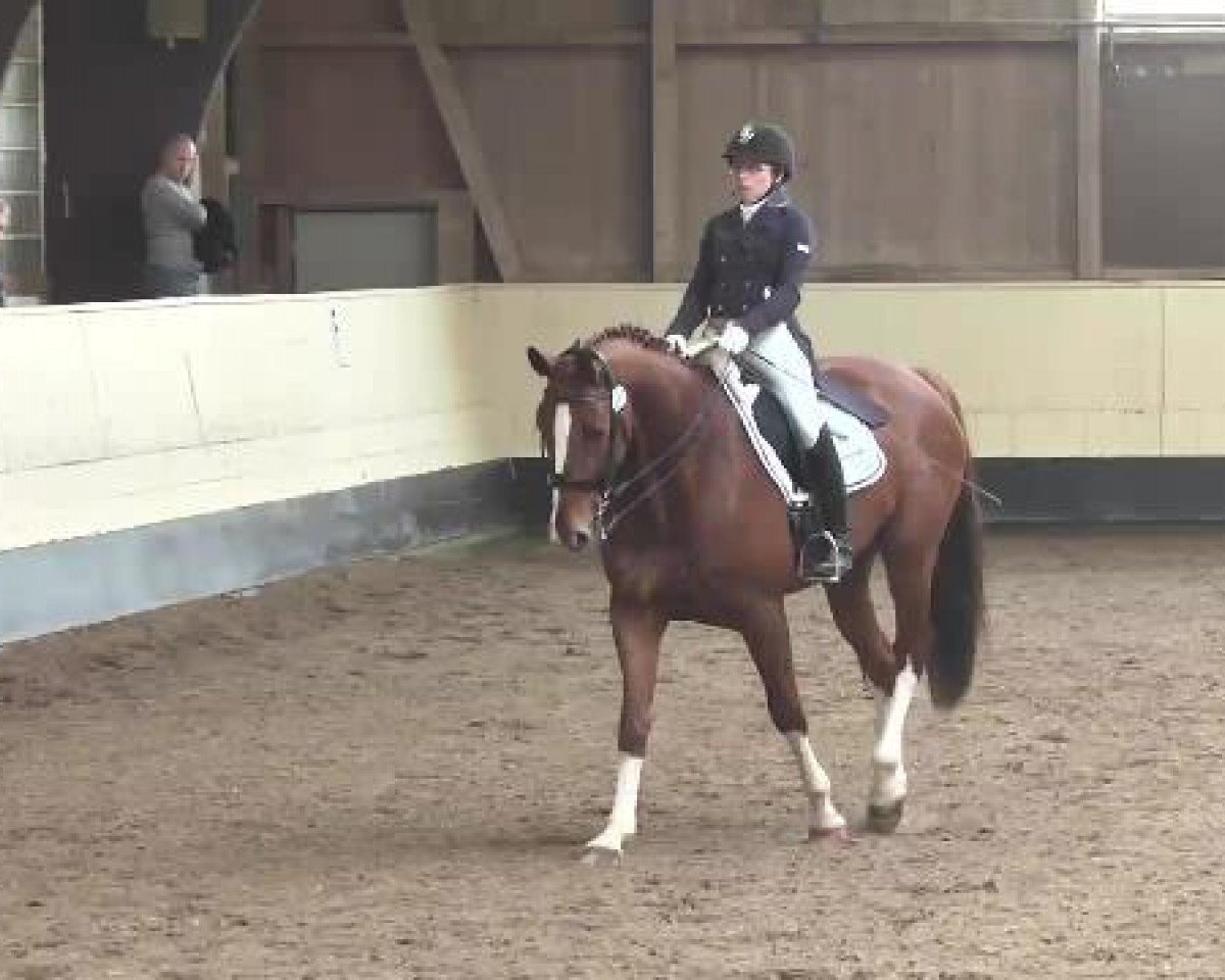 dressage horse Deluxe 21 (Württemberger, 2008, from Don Diamond)