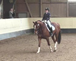 dressage horse Deluxe 21 (Württemberger, 2008, from Don Diamond)