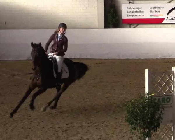 jumper Calisto E (Hanoverian, 2008, from Charilan)