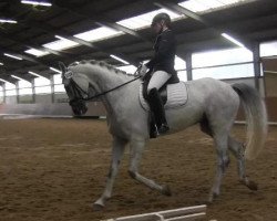 dressage horse Zamurai 3 (Arab half breed / Partbred, 2002, from Windhof's Zenith AA)