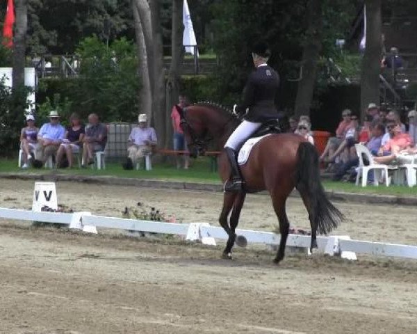 Zuchtstute La Florence (Rheinländer, 2008, von Lord Loxley I)