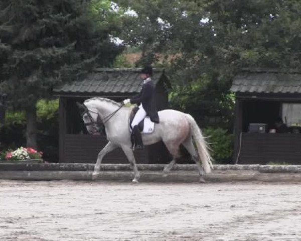 dressage horse Ratz-Fatz 6 (Hessian Warmblood, 2004, from Robertico)