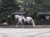 dressage horse Ratz-Fatz 6 (Hessian Warmblood, 2004, from Robertico)