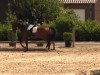 dressage horse Edelmann von Hagen (Westphalian, 2007, from Ehrenwort 3)