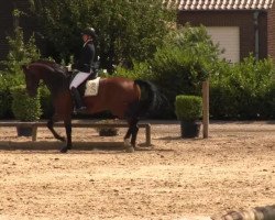 dressage horse Edelmann von Hagen (Westphalian, 2007, from Ehrenwort 3)