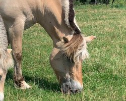 broodmare Mary (Fjord Horse, 2008, from Drafur)