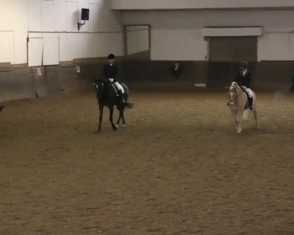 dressage horse Aluna Girl (Oldenburg, 2007, from Stalypso)