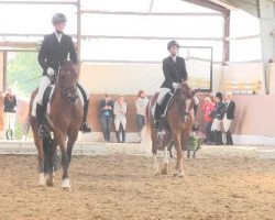 dressage horse Diago 14 (German Riding Pony, 2008, from Domingo)