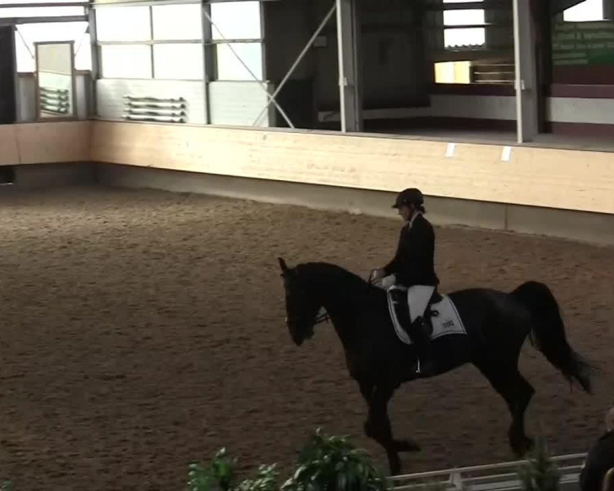 Dressurpferd Chandou 2 (KWPN (Niederländisches Warmblut), 2006)