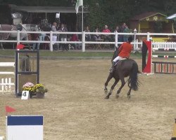 jumper Timpex Brandy (Hungarian Warmblood, 2005, from Timpex Cabale)