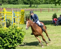 broodmare Stella 899 (Hanoverian, 2007, from Stolzenberg)