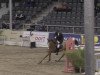 jumper Campitello 5 (Hanoverian, 2007, from Catoki)