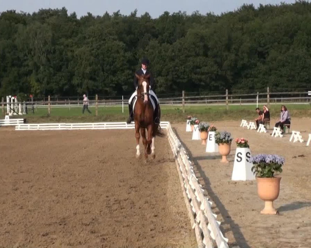 dressage horse Lance Armstrong 4 (Hanoverian, 2008, from Londontime)