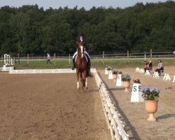 dressage horse Lance Armstrong 4 (Hanoverian, 2008, from Londontime)