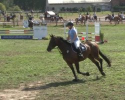 broodmare Carolina 36 (Hanoverian, 2006, from Cranach)