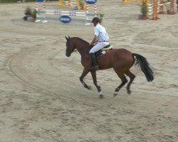 jumper Abenteurer 15 (Hanoverian, 2008, from Dollar du Murier)