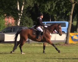 jumper Lunas Traumstern (Hanoverian, 2007, from Lordanos)