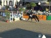 jumper Castino 5 (Hanoverian, 2008, from Chequille 2)