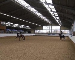 dressage horse Franz Ferdinand S (Westphalian, 2009, from Floresco NRW)