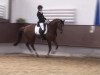 dressage horse Freaky Friday 7 (Westphalian, 2008, from Floresco NRW)