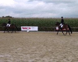 dressage horse Rayman (Rhinelander, 2008, from Glock's Romanov)