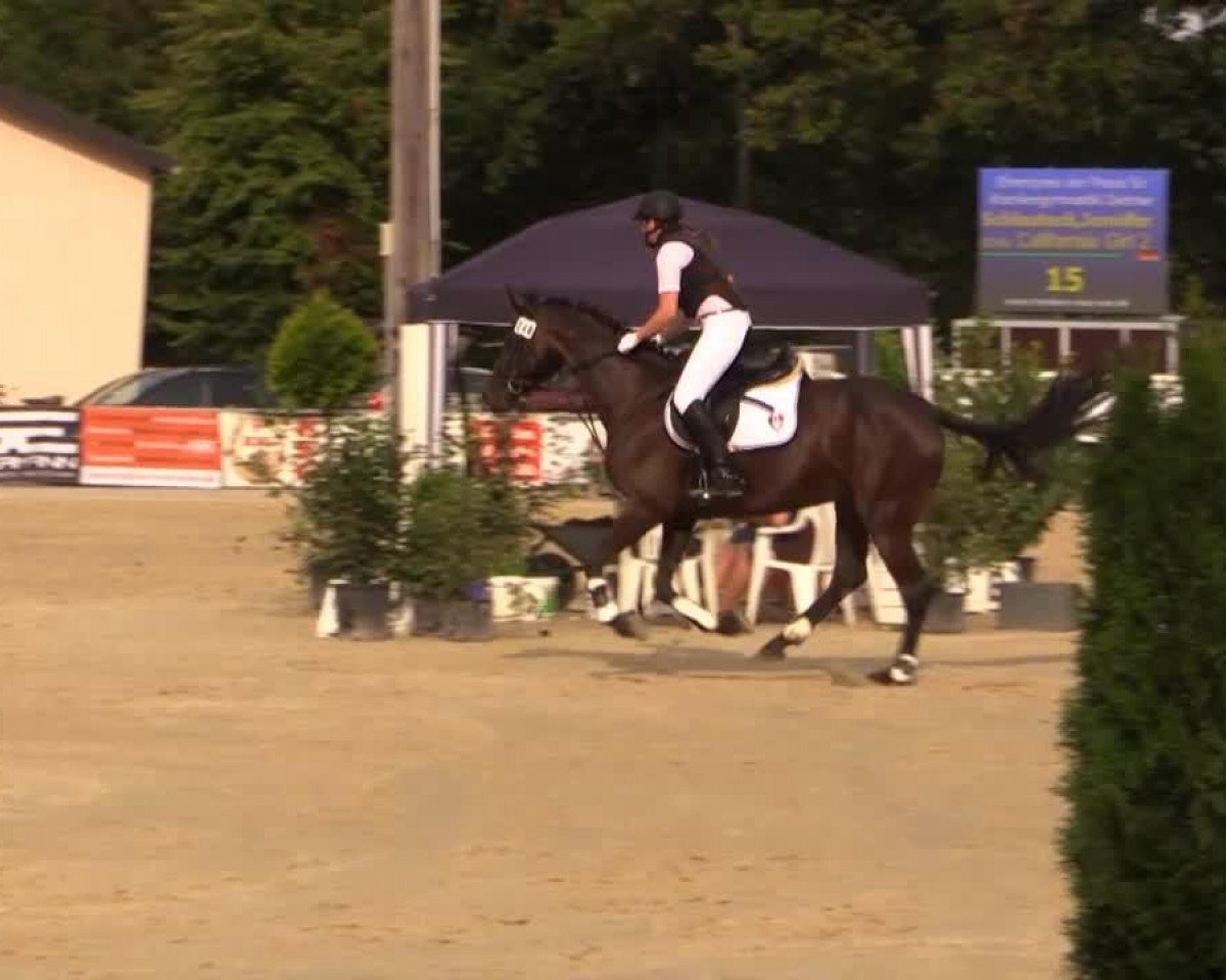 jumper California Girl (Oldenburg, 2007, from Carry Gold)