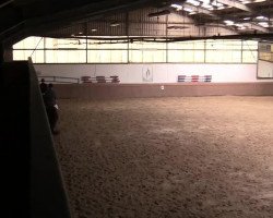 dressage horse Contellini (Hanoverian, 2008, from Contendros Bube)