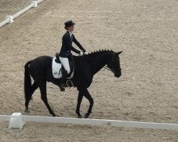 dressage horse Feiner Floh (Rhinelander, 2004, from Feiner Ludwig)