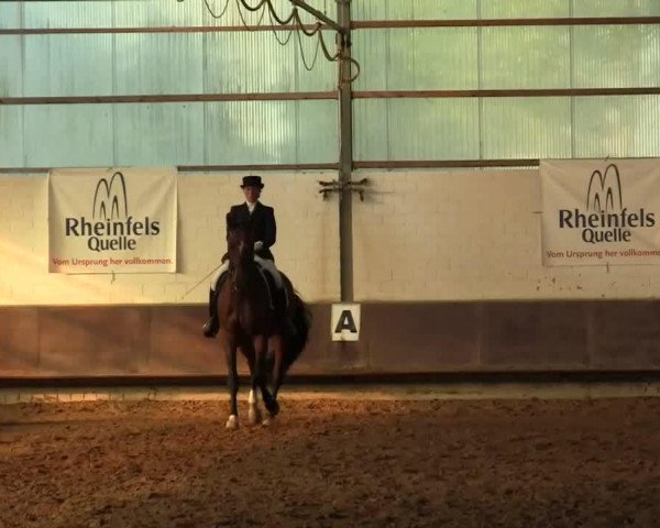 dressage horse Sierra Classic G (Rhinelander, 2006, from Sandro Classic)