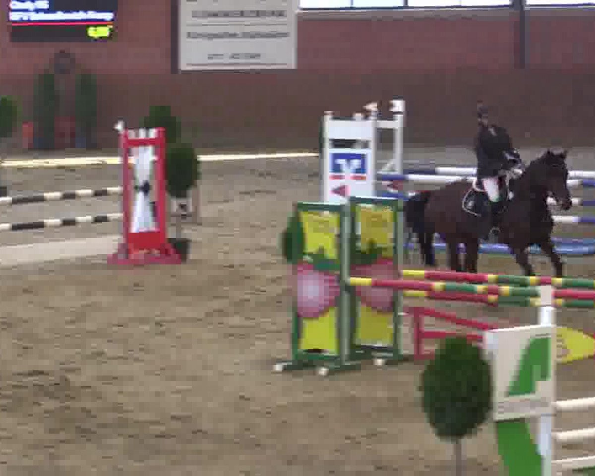 broodmare Cindy HS (Rhinelander, 2000, from Cordino)