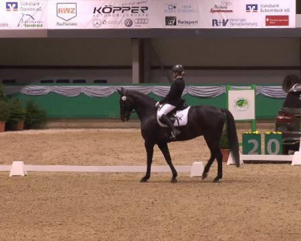 dressage horse Dark Pepper 3 (Rhinelander, 2005, from Don Bedo I)