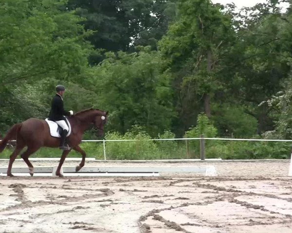 dressage horse Sans Souci de Chambourg (Hanoverian, 2006, from Santino)