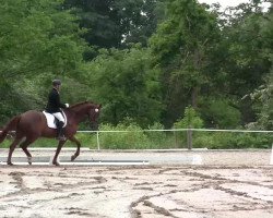 dressage horse Sans Souci de Chambourg (Hanoverian, 2006, from Santino)