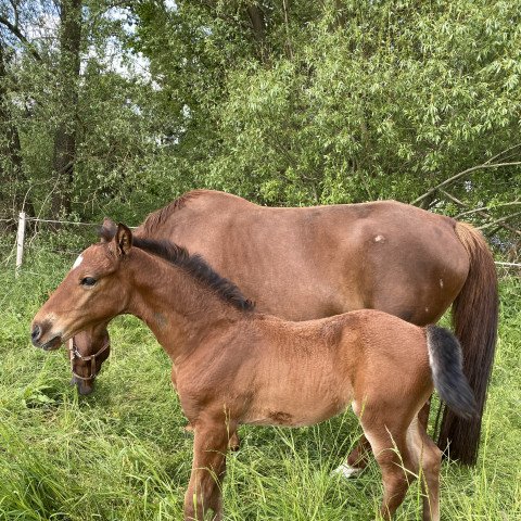 jumper Hengst von Baggio / Stakkato (Hanoverian, 2021, from Baggio 17)