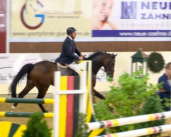 jumper Billy Blue 2 (Oldenburg show jumper, 2007, from Balou du Rouet)