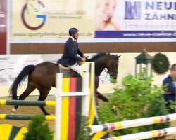 jumper Billy Blue 2 (Oldenburg show jumper, 2007, from Balou du Rouet)