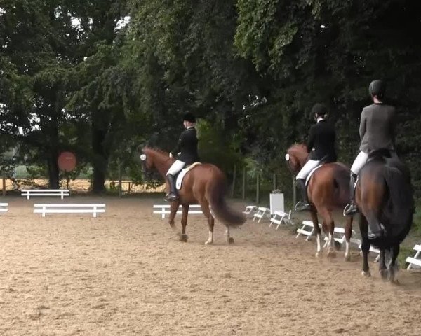 dressage horse Rayk 2 (Hanoverian, 2006, from Royal Blend)