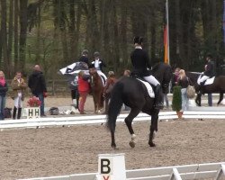 dressage horse Flanetta 3 (Rhinelander, 2009, from Florenciano 6)