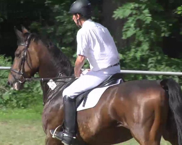 jumper Corvara 14 (Württemberger, 2006, from Corofino II)