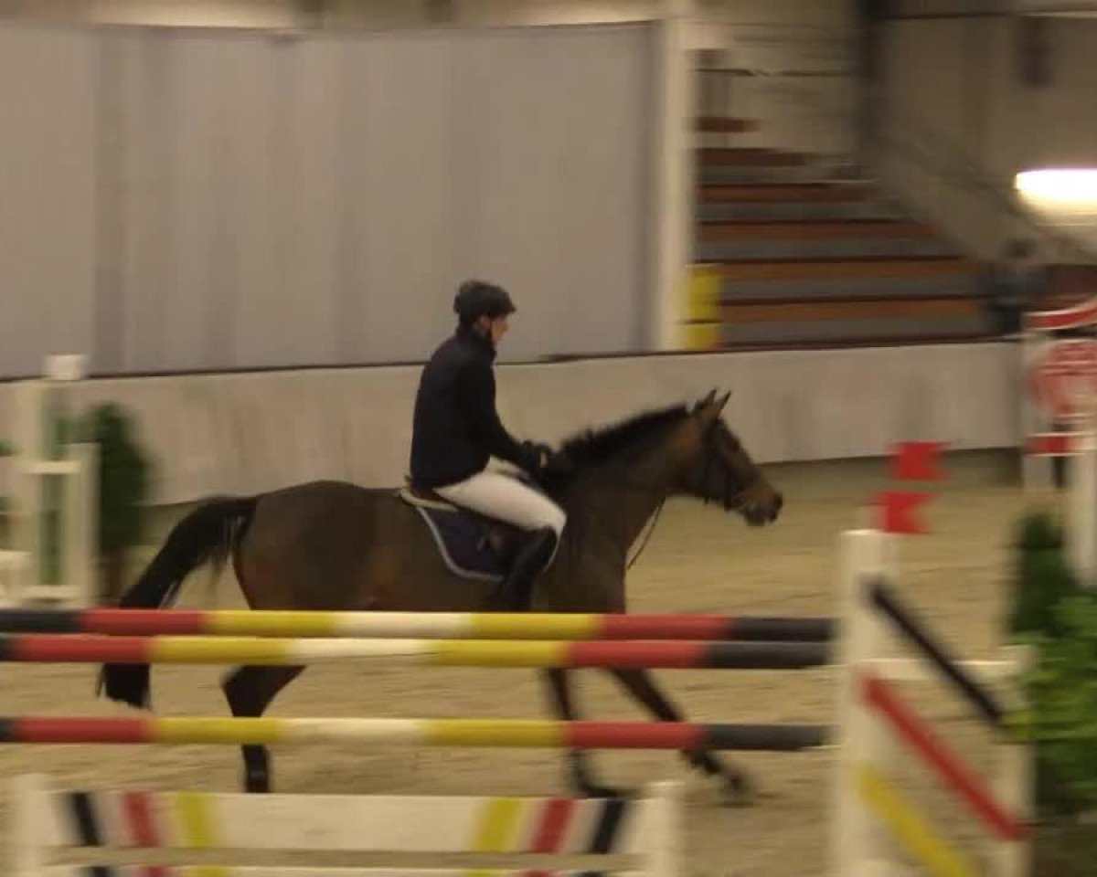 jumper Cassandra 319 (Westphalian, 2007, from Cayetano L)