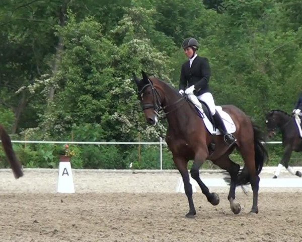 dressage horse Crazy Coco 2 (KWPN (Royal Dutch Sporthorse), 2002, from Bmc Roman Nature)