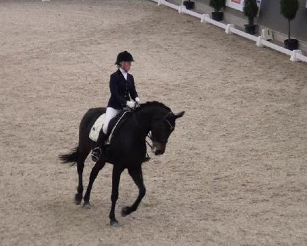 dressage horse Rochas 3 (Rhinelander, 2006, from Riccio)