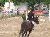 jumper Hestia van de Peule (Belgian Warmblood, 2007, from Blue Boy van Berkenbroeck)