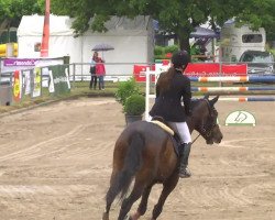 Springpferd Hestia van de Peule (Belgisches Warmblut, 2007, von Blue Boy van Berkenbroeck)