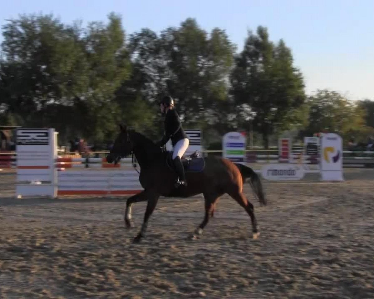 Springpferd Lightning 100 (Holsteiner, 2008, von Landos)